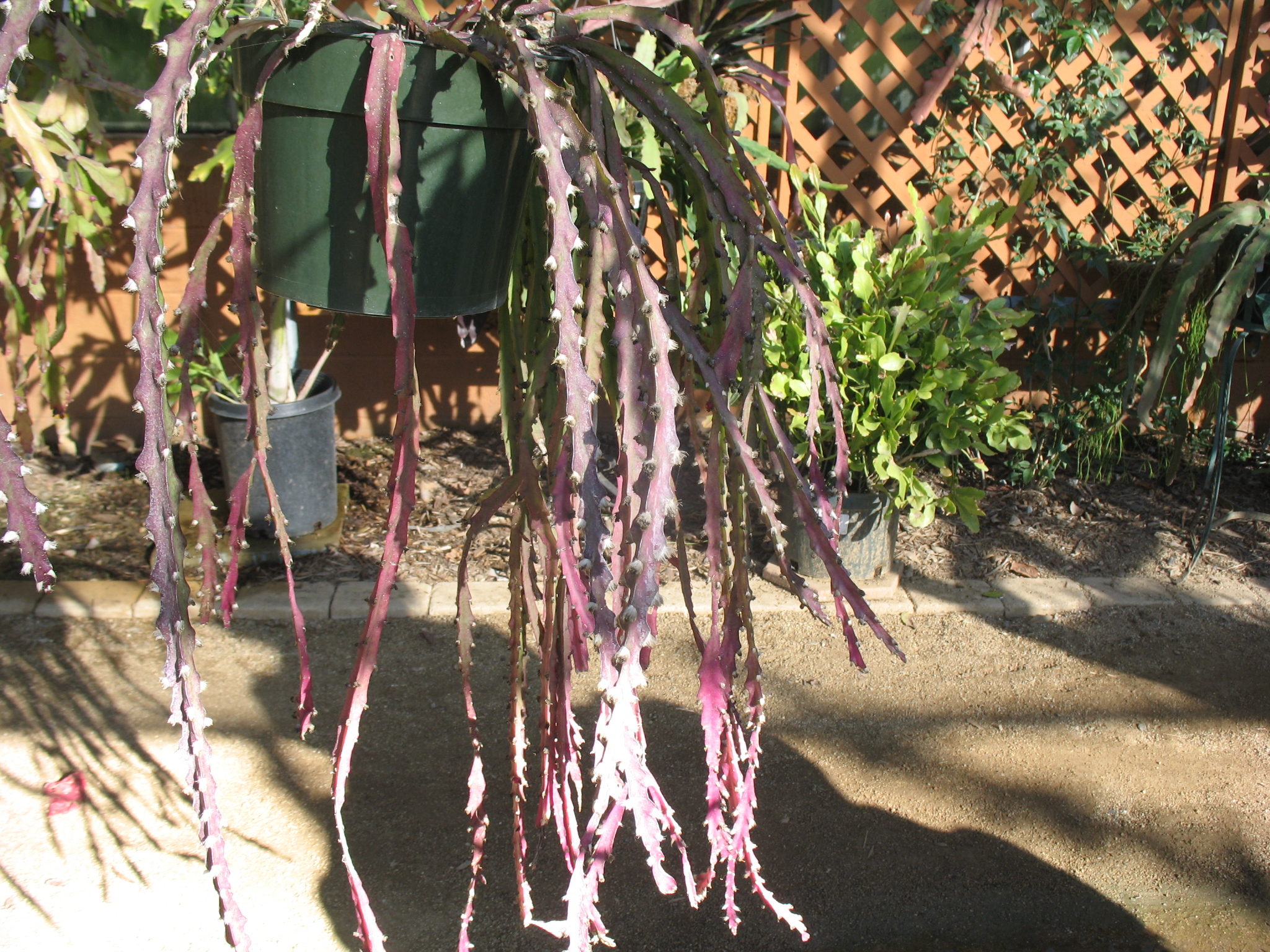 Rhipsalis cruciformis / Rhipsalis cruciformis