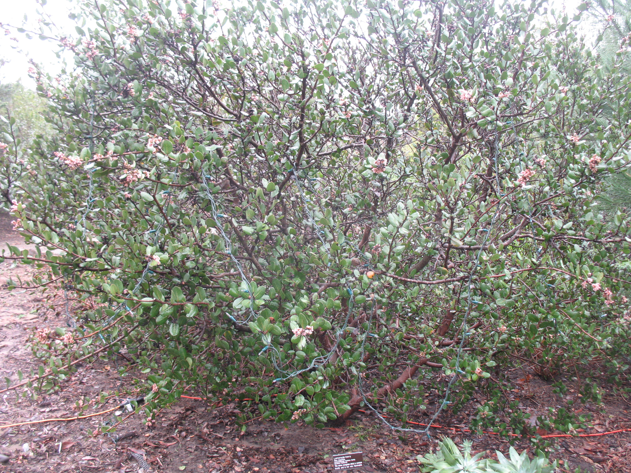 Rhus integrifolia / Rhus integrifolia