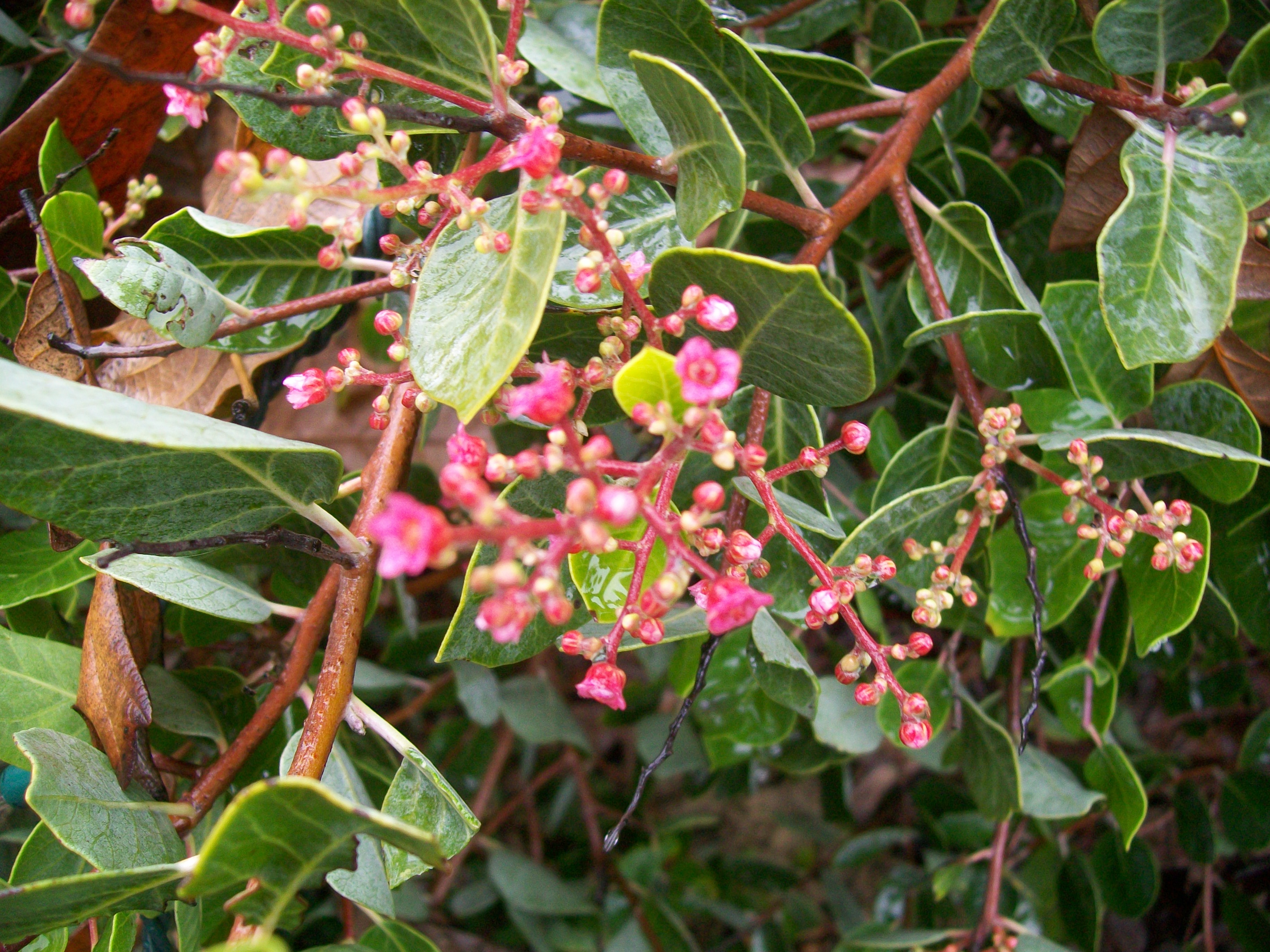 Rhus lentii / Pink-Flowering Sumac