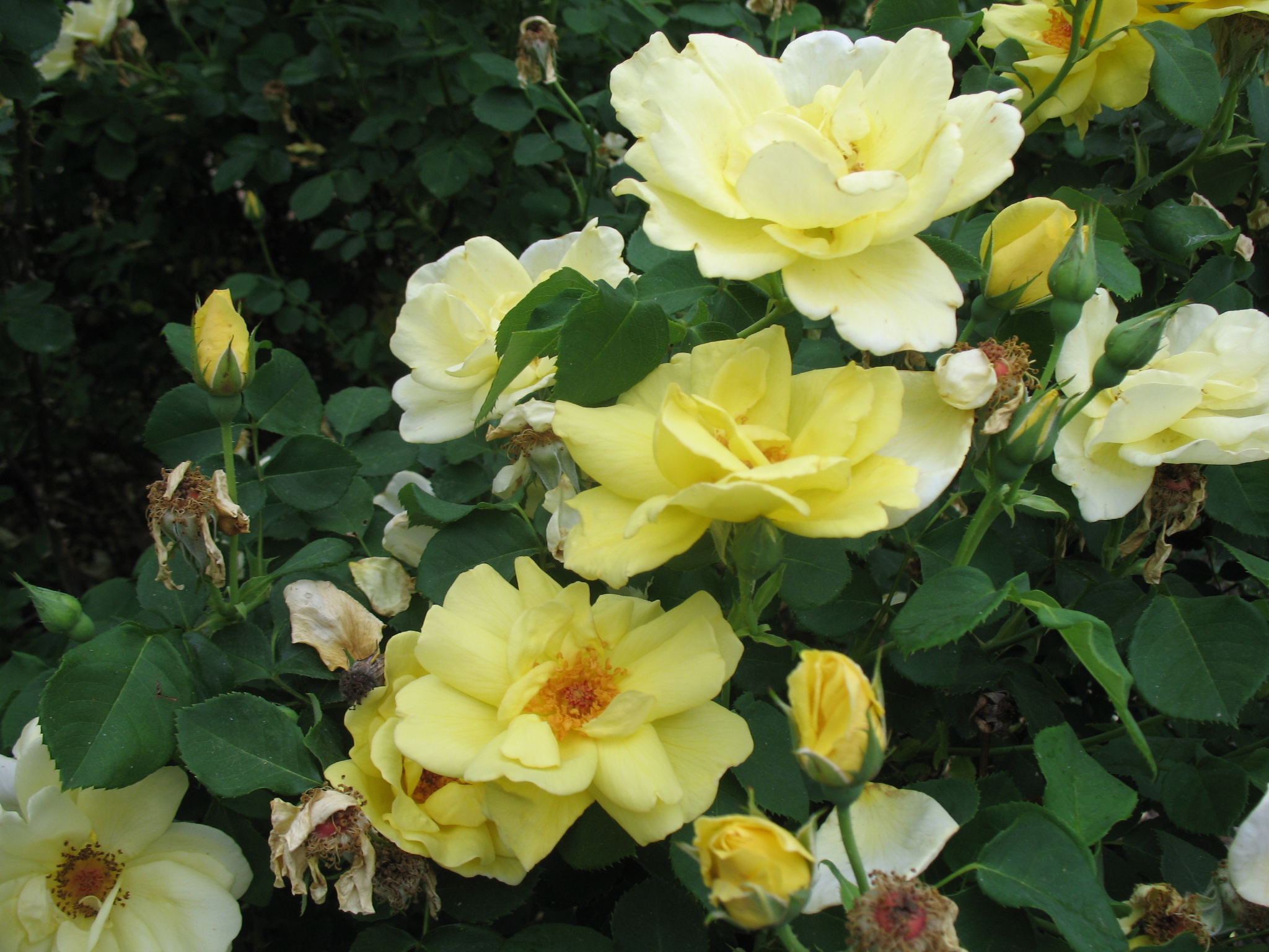 Rosa 'Carefree Sunshine' / Carefree Sunshine Rose