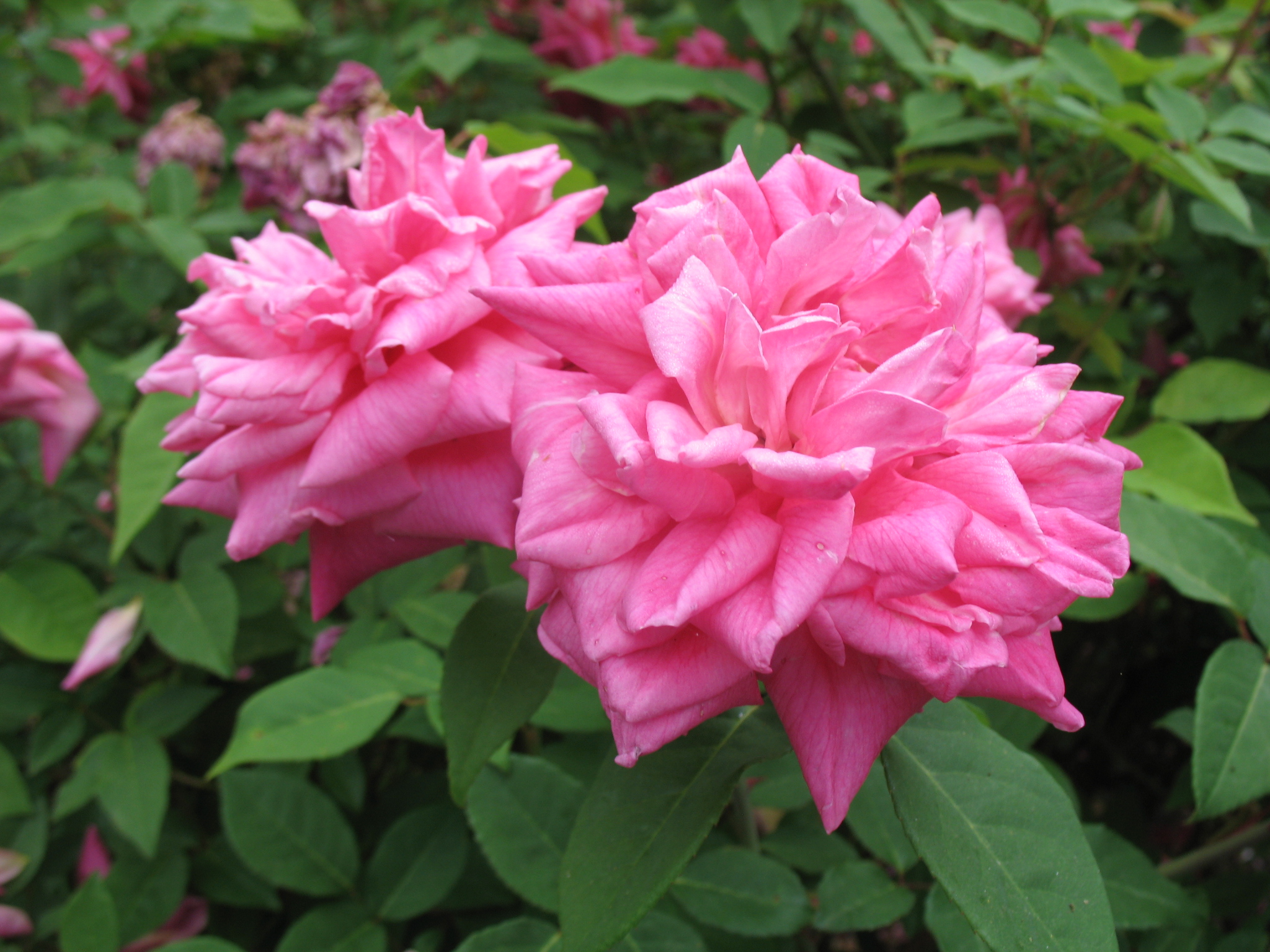 Rosa 'Georgetown Tea''  / Georgetown Tea Rose