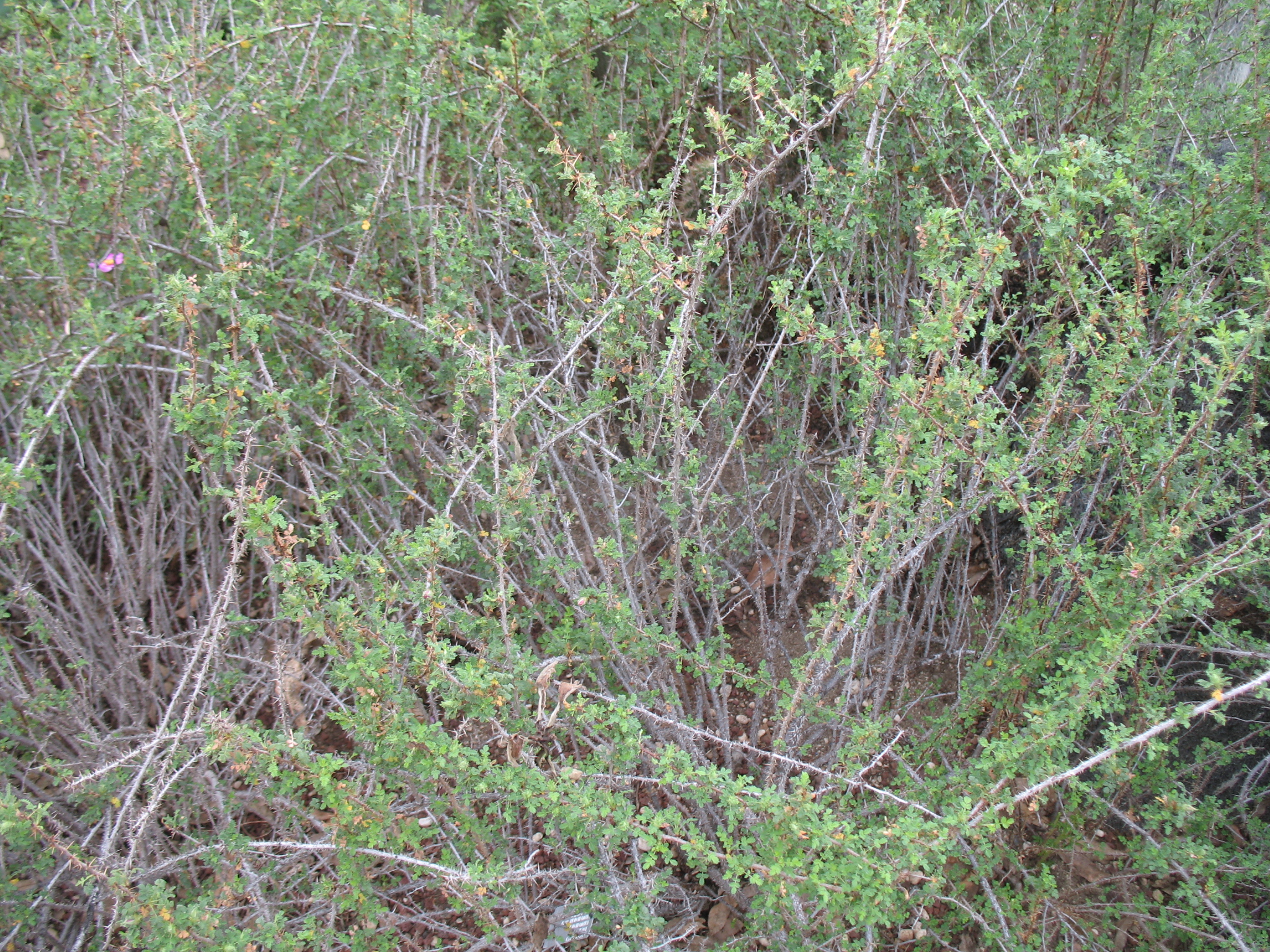 Rosa minutifolia / Minutifolia Rose, Desert Rose, Rosa Silvestre, Otay Mesa Rose, Small-leaved Rose