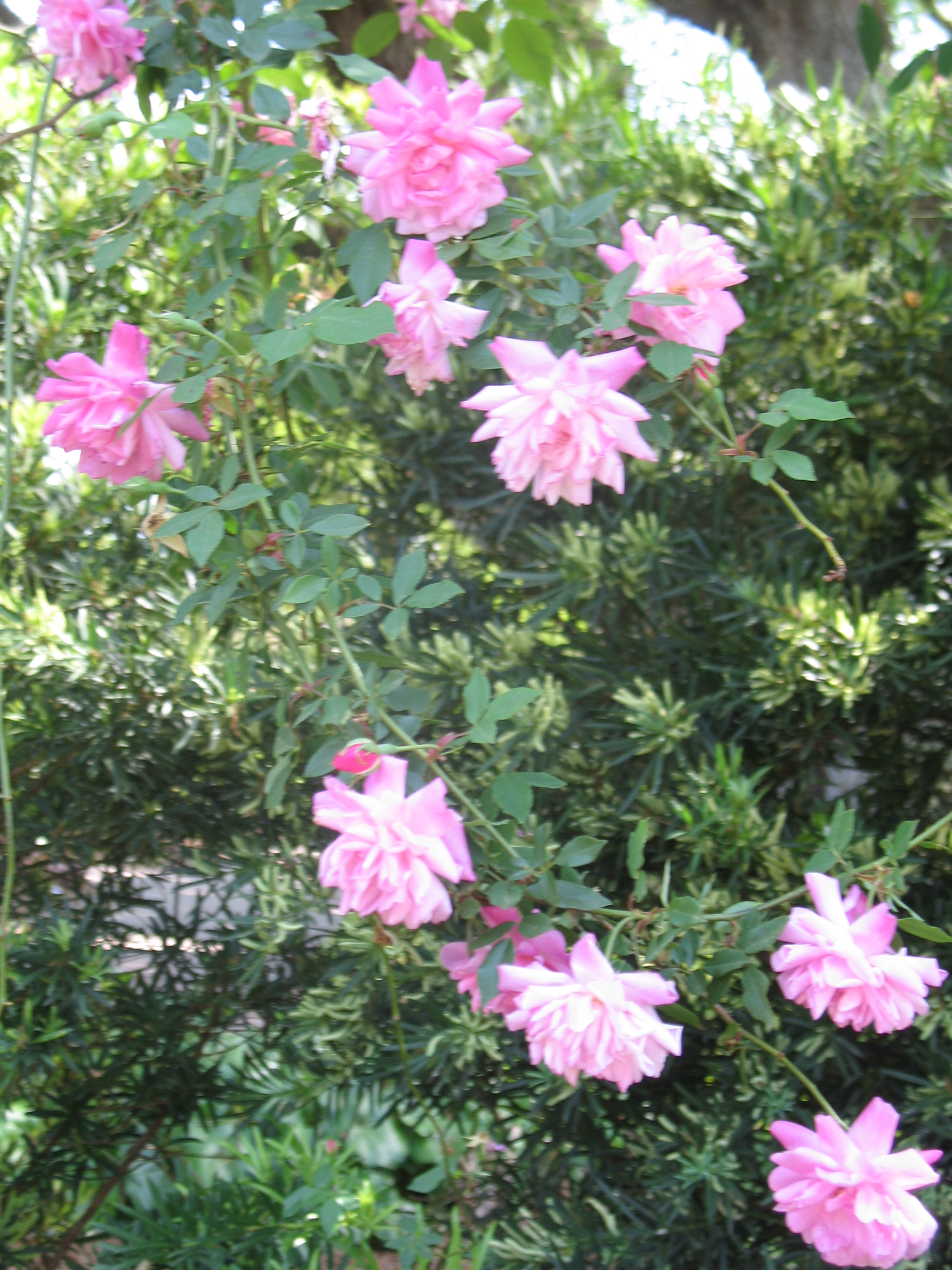 Rosa 'Old Blush' / Old Blush Rose