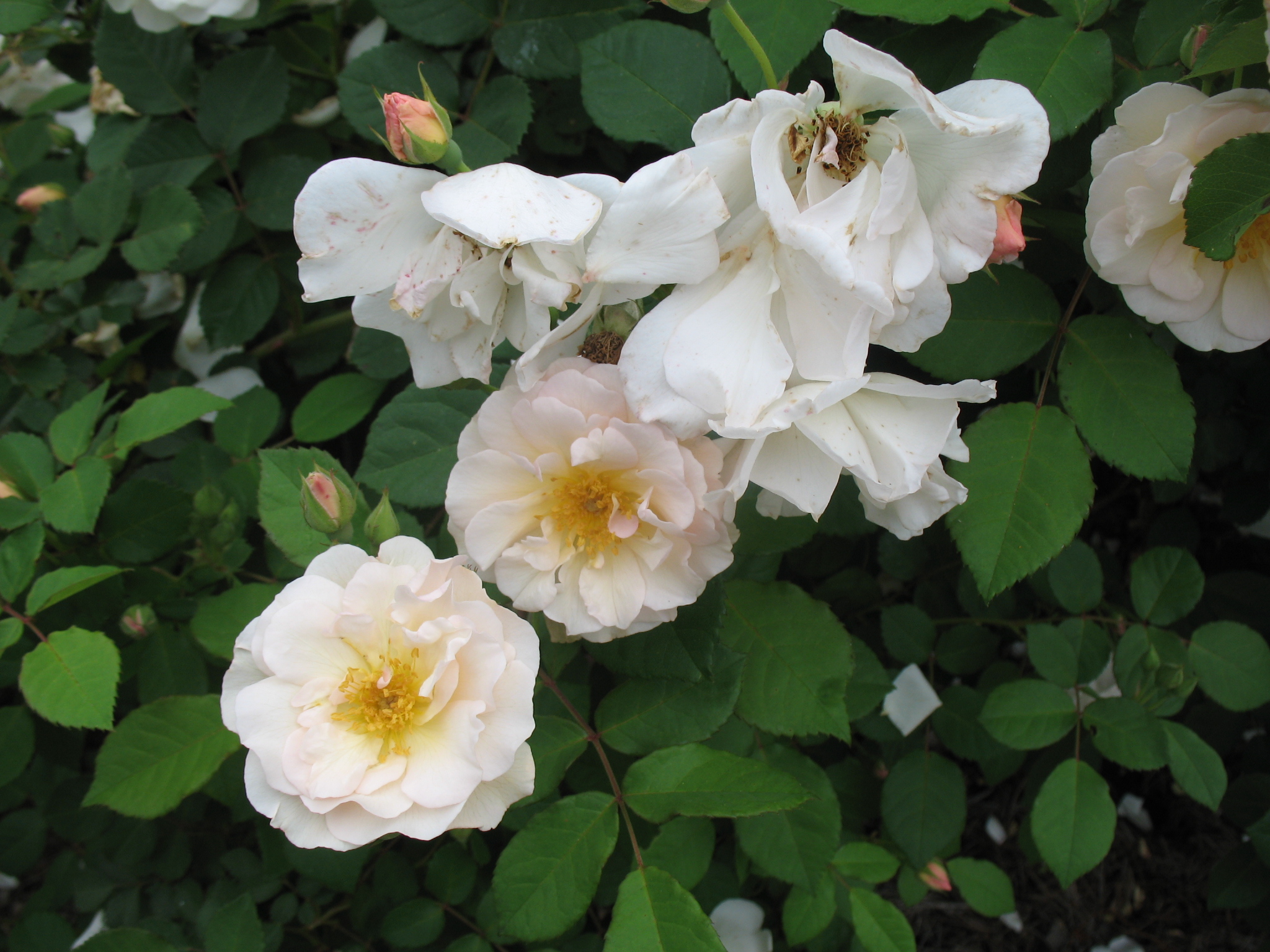 Rosa 'Peneplope' / Peneplope Rose