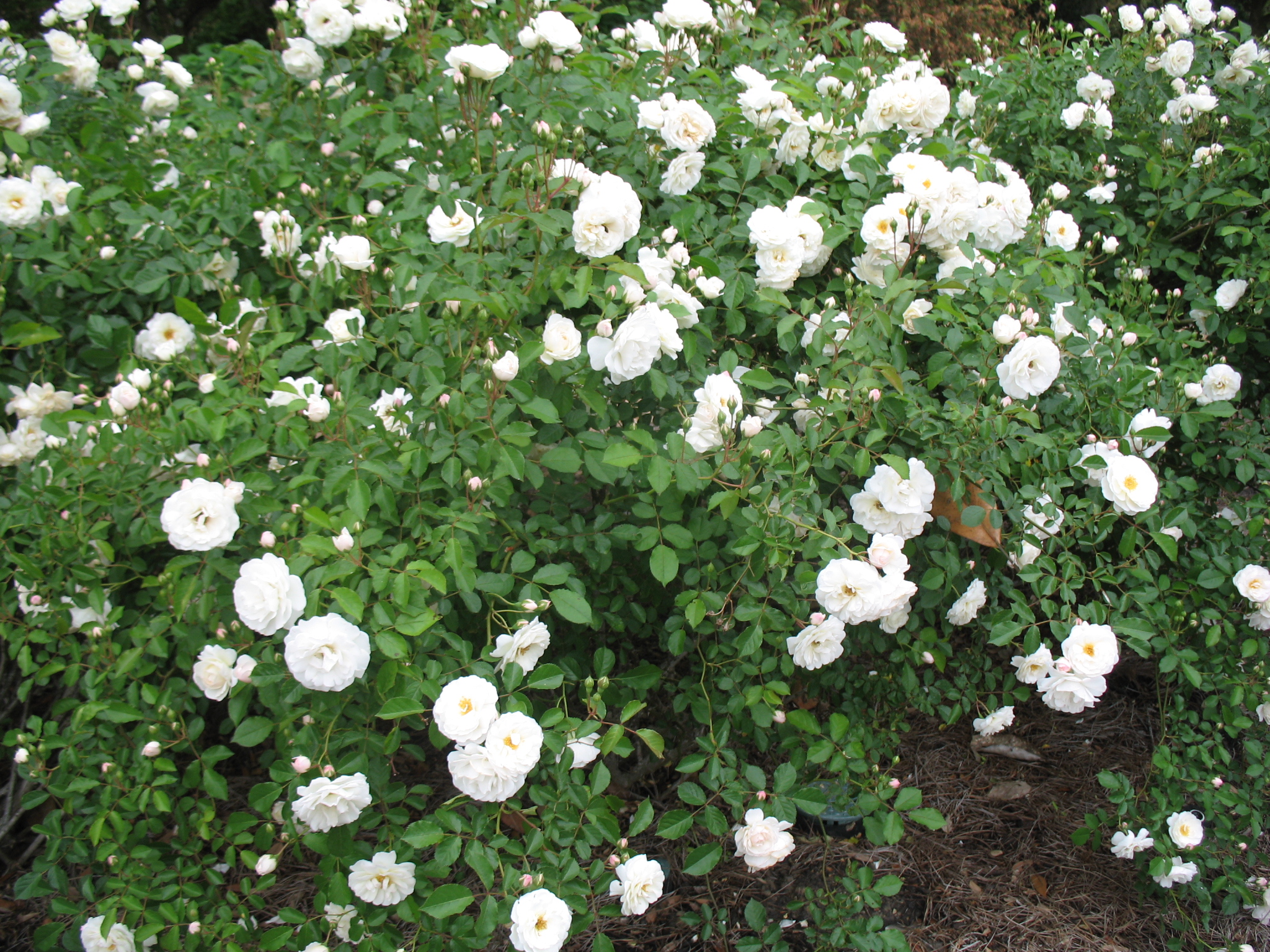 Rosa 'Prosperity' / Rosa 'Prosperity'