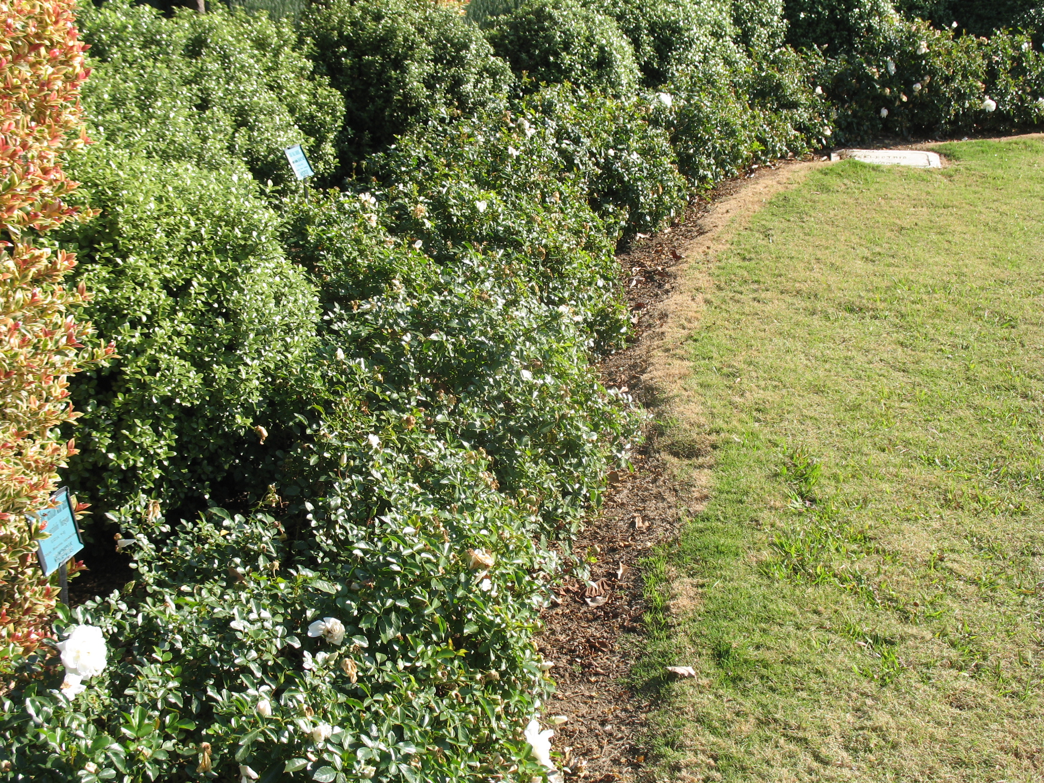 Rosa x 'Noaschnee' / Flower Carpet Rose