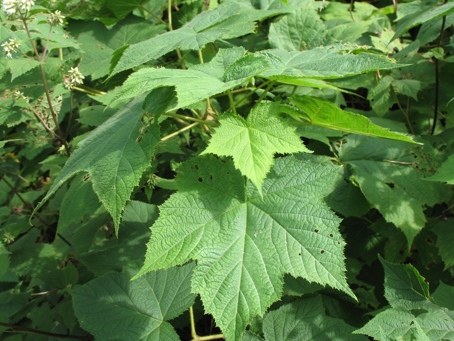 Rubus odoratus / Flowering Raspberry