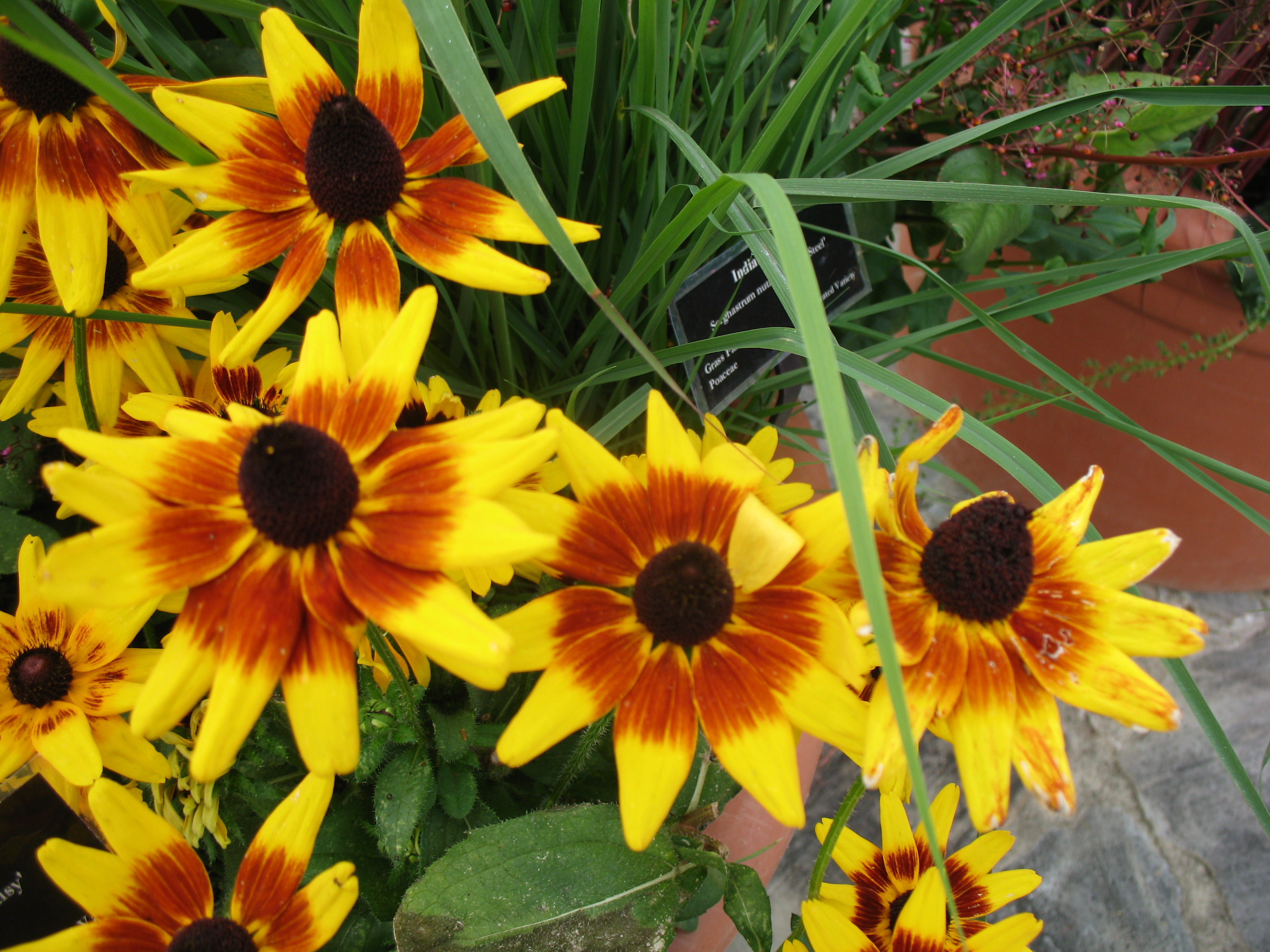 Rudbeckia hirta 'Denver Daisy'  / Denver Daisy Rudbeckia, Black-eyed Susan