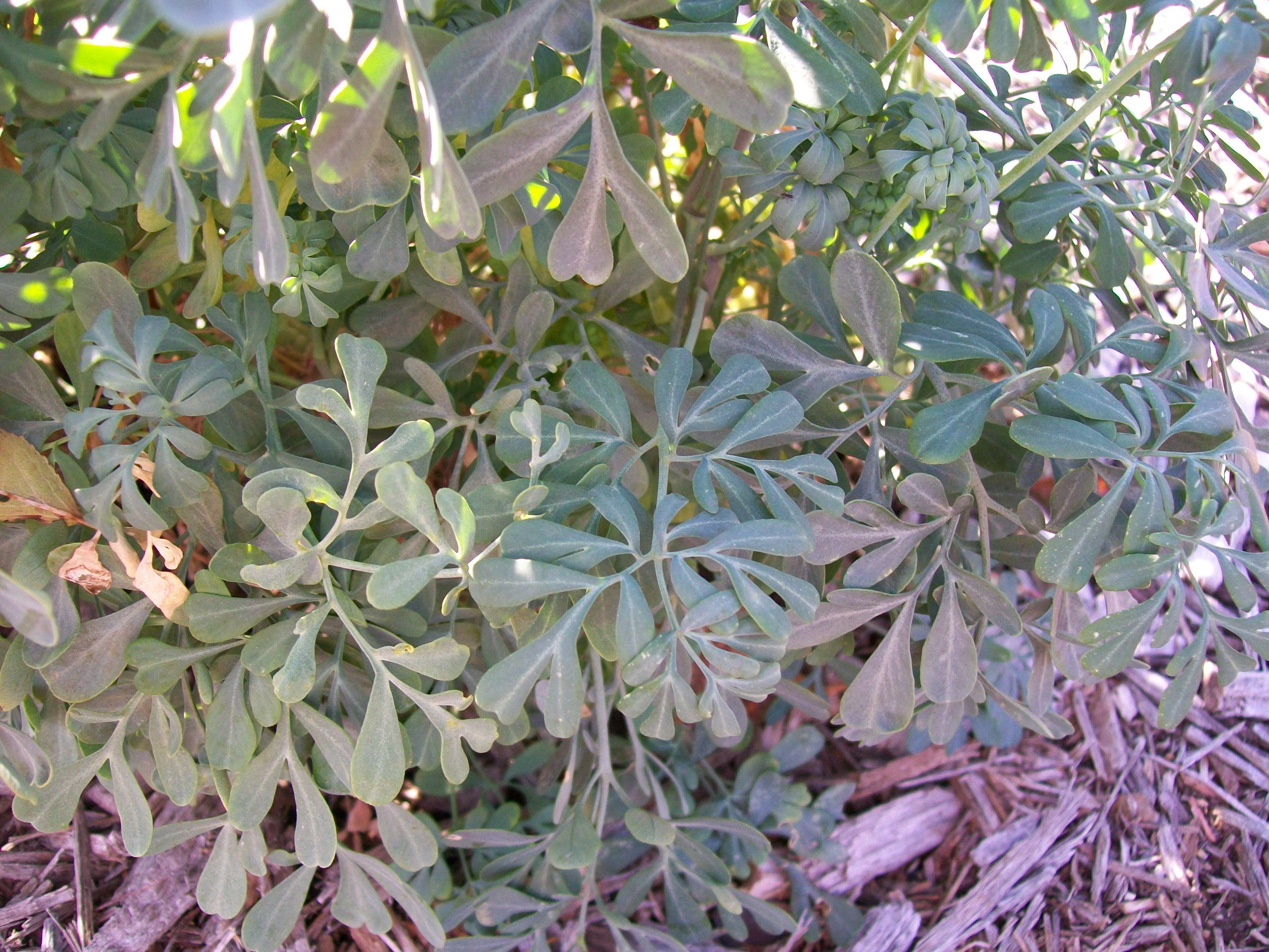 Ruta graveolens / Rue, Common Rue