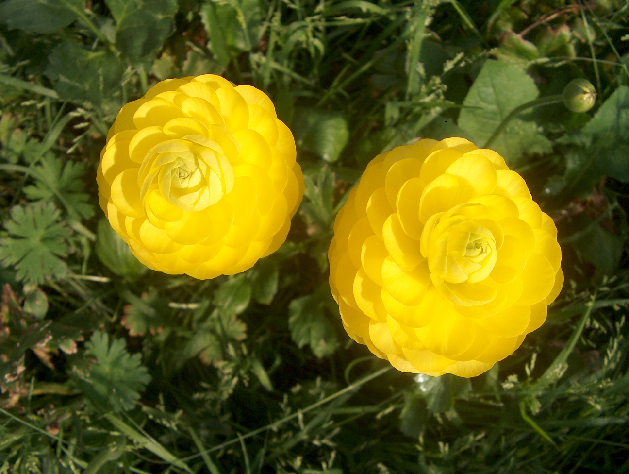 Ranunculus asiaticus / Ranunculus