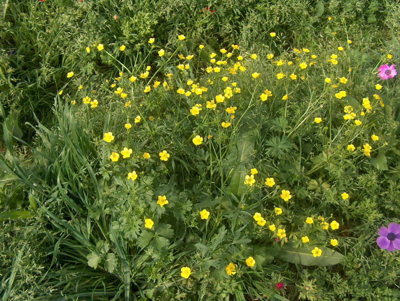 Ranunculus fascicularis / Early Buttercup