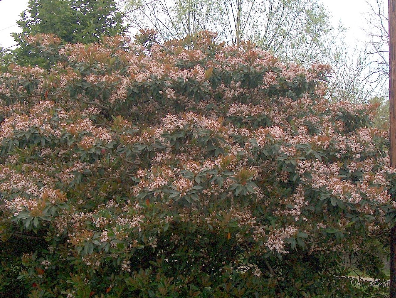 Raphiolepis 'Majestic Beauty'  / Majestic Beauty Indian Hawthorn