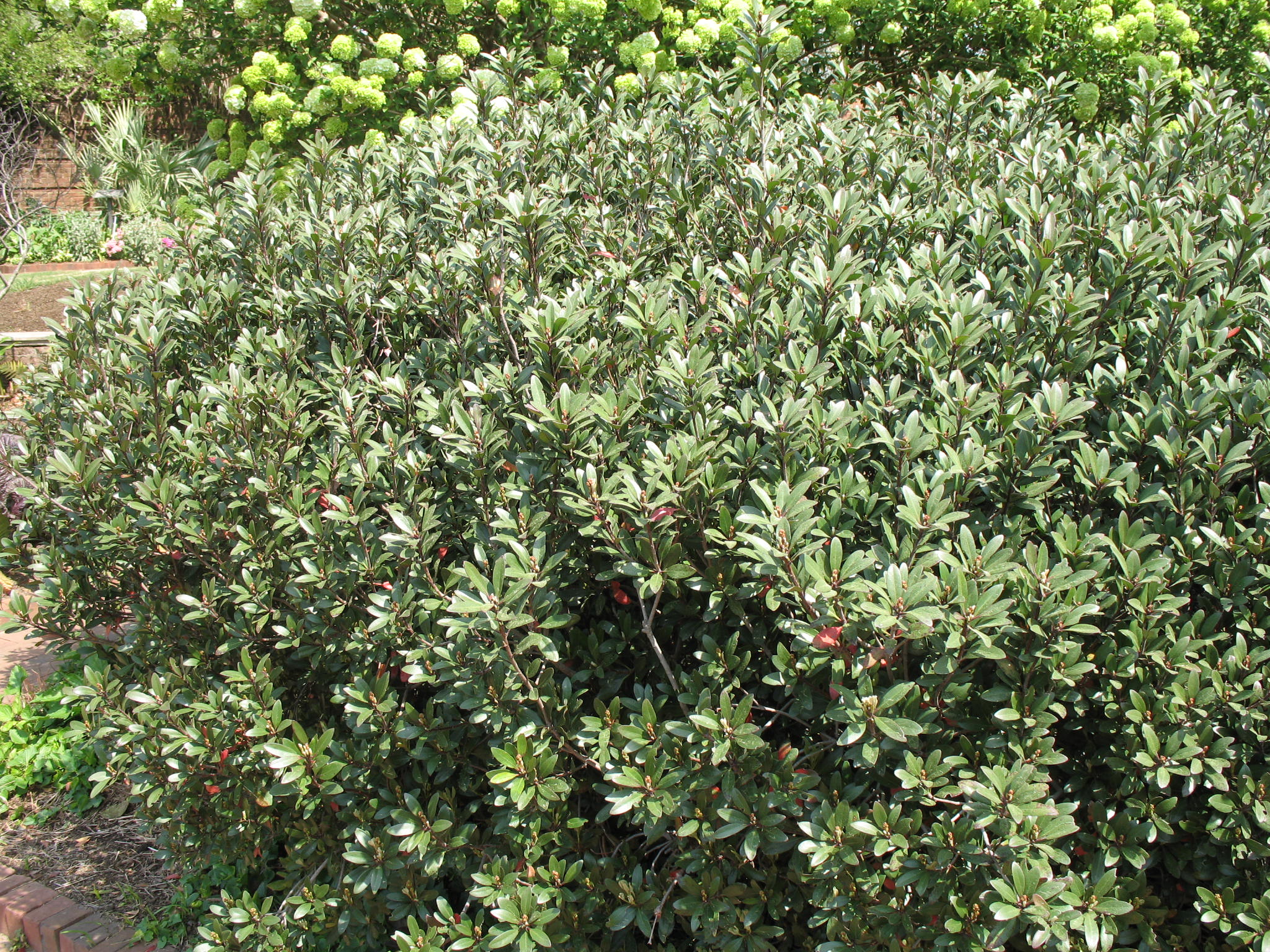 Raphiolepis indica 'Blueberry Muffin'  / Blueberry Muffin Indian Hawthorn