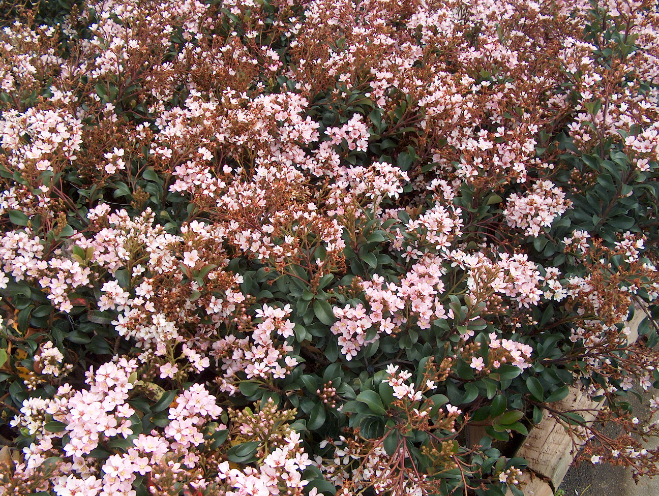 Raphiolepis indica 'Dwarf Pink'  / Dwarf Pink Indian Hawthorn