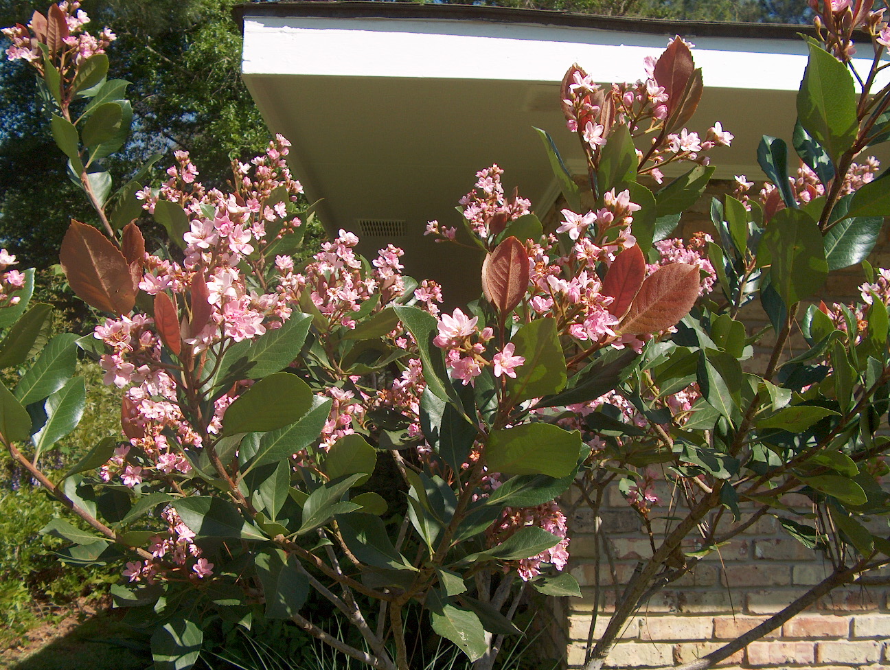 Raphiolepis indica 'Rosalinda'  / Raphiolepis indica 'Rosalinda' 