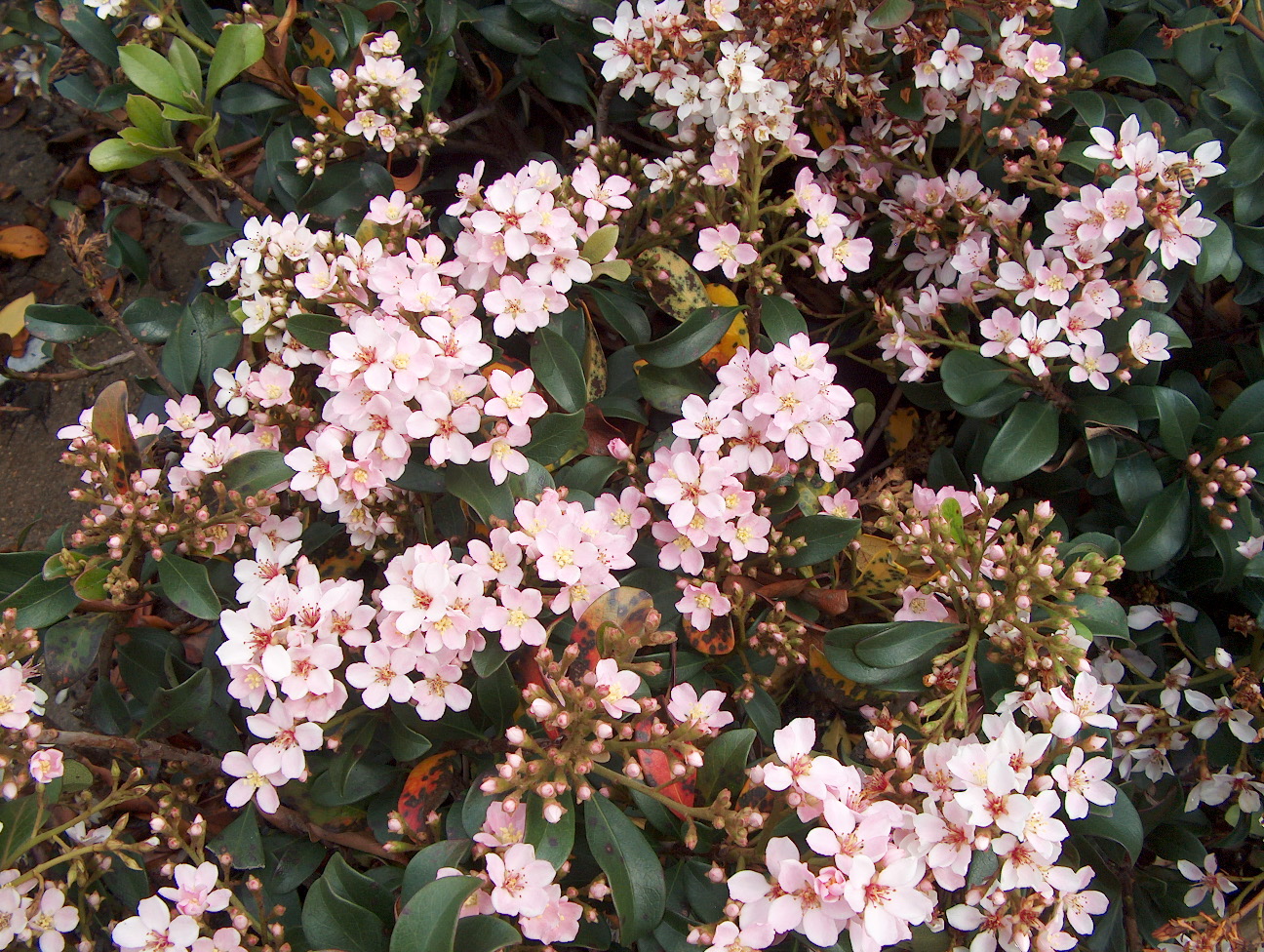 Raphiolepis indica / Indian Hawthorn