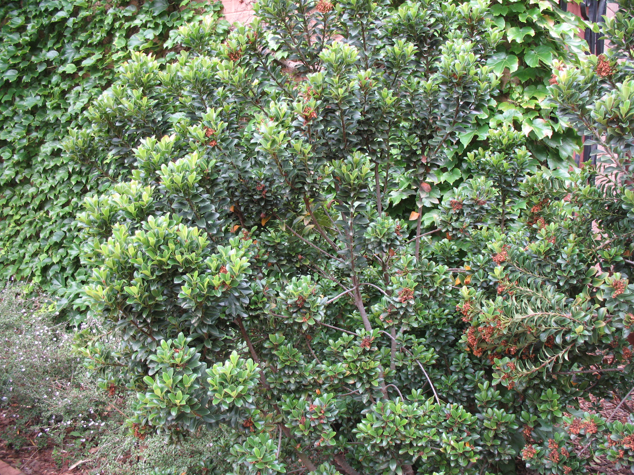 Raphiolepis umbellata 'Minor'  / Dwarf Indian Hawthorn