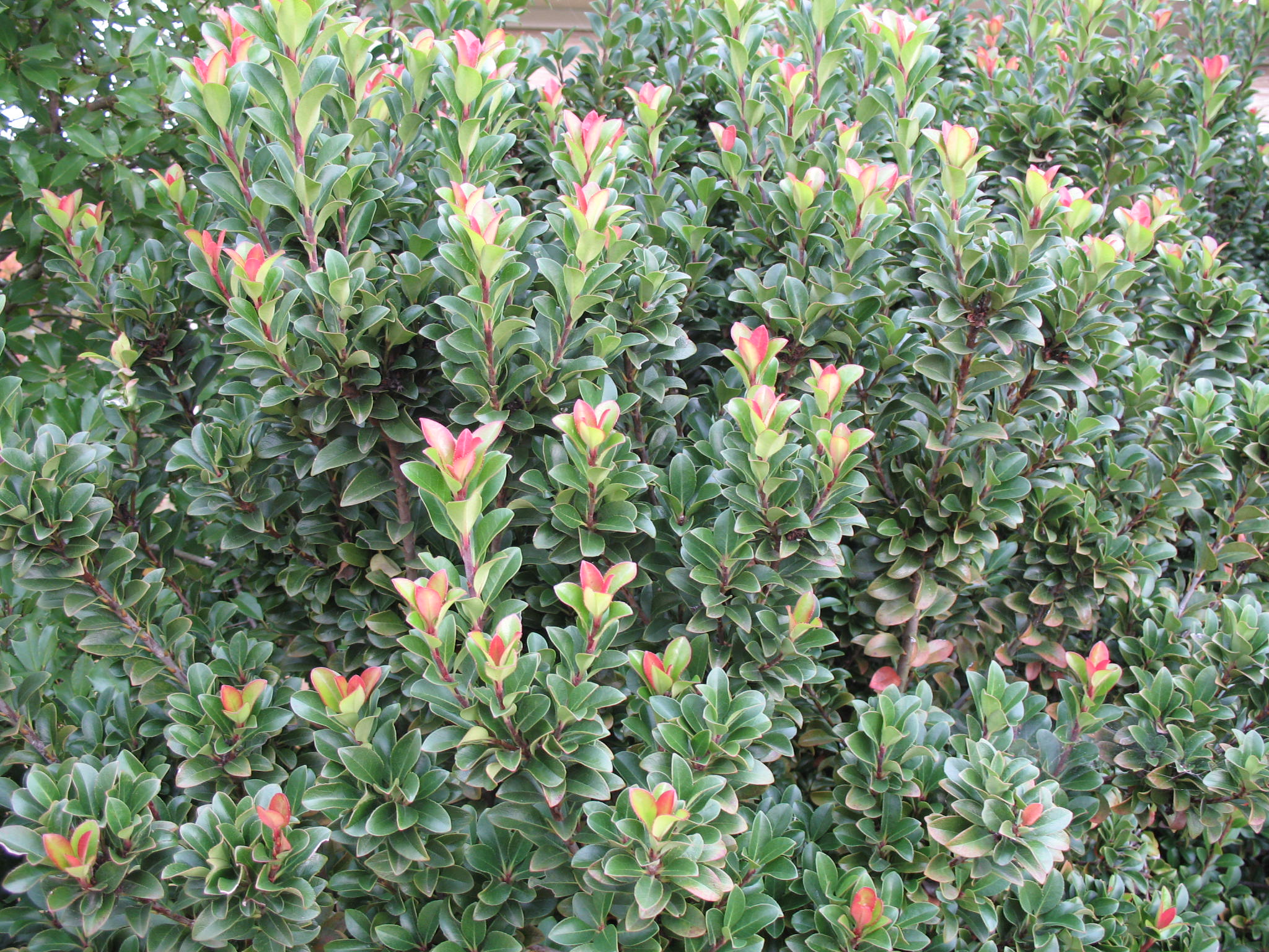 Raphiolepis umbellata  / Yeddo Hawthorn