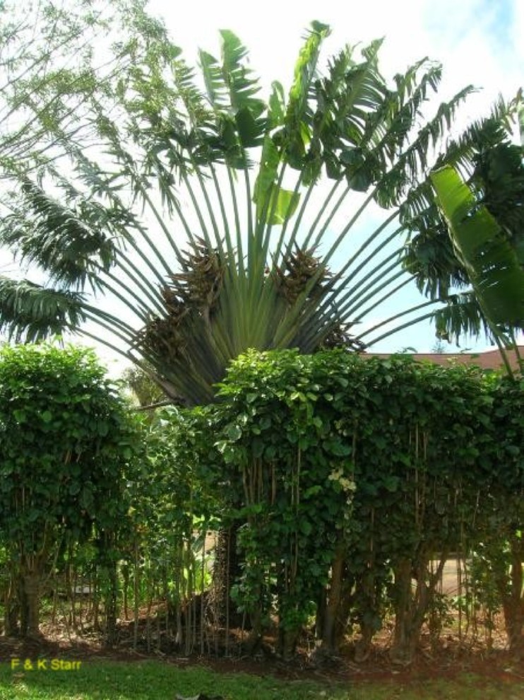Ravenala madagascariensis / Traveler's Palm