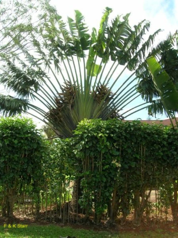 Ravenala madagascariensis / Ravenala madagascariensis