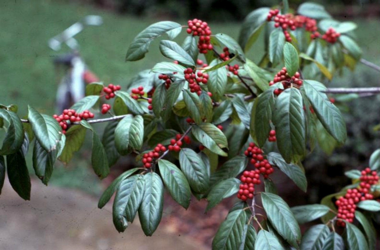 Rhamnus caroliniana / Carolina Buckthorn