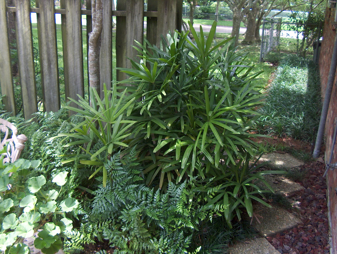 Rhapis excelsa  / Rhapis excelsa 