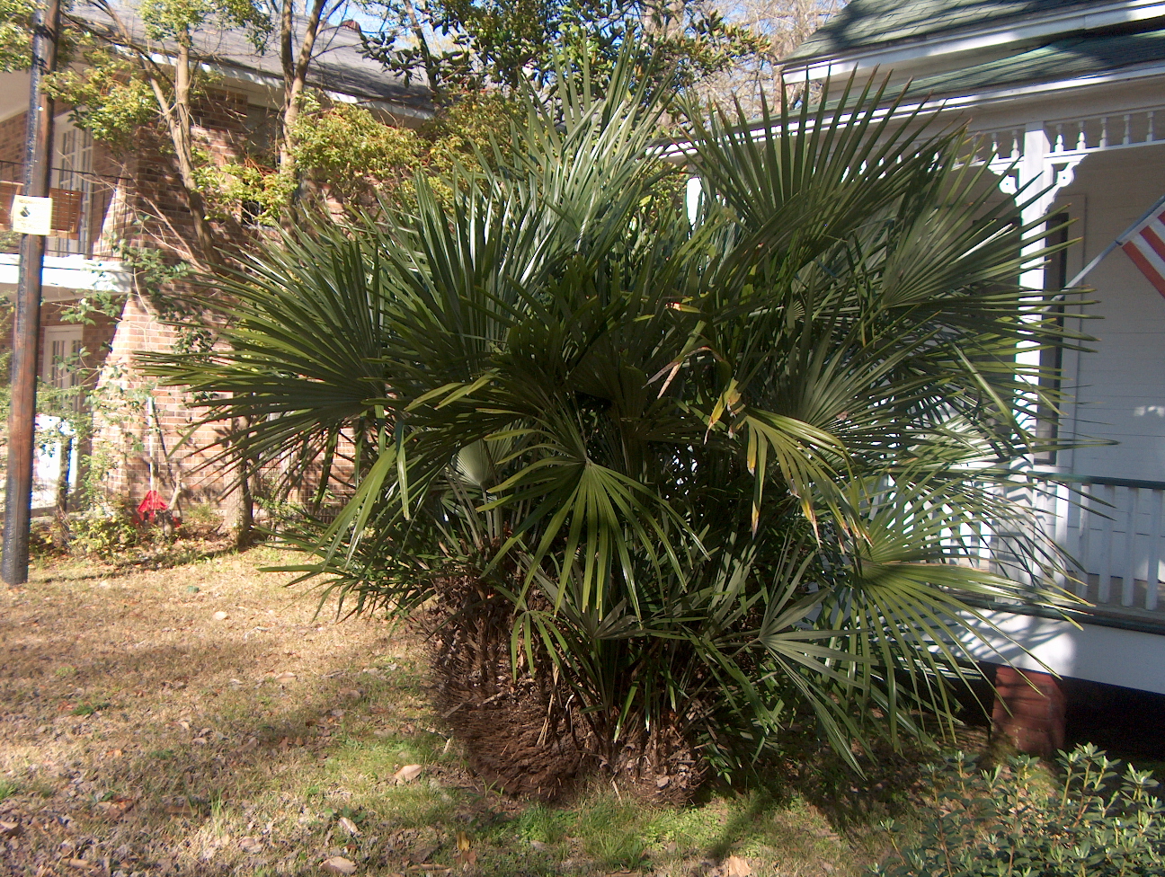 Rhapidophyllum hystrix / Needle Palm