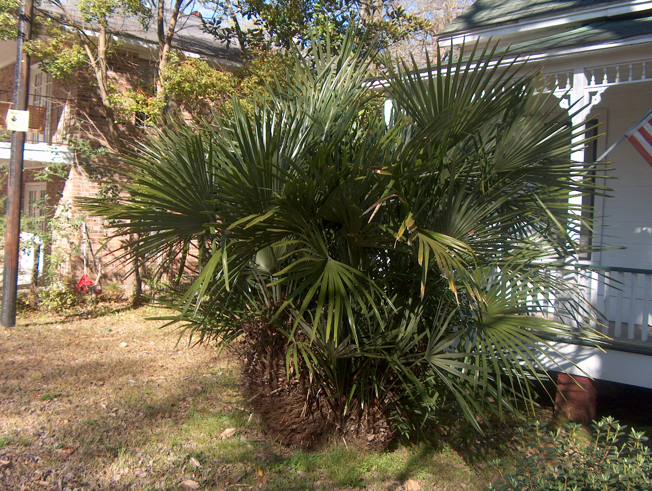 Rhapidophyllum hystrix / Rhapidophyllum hystrix