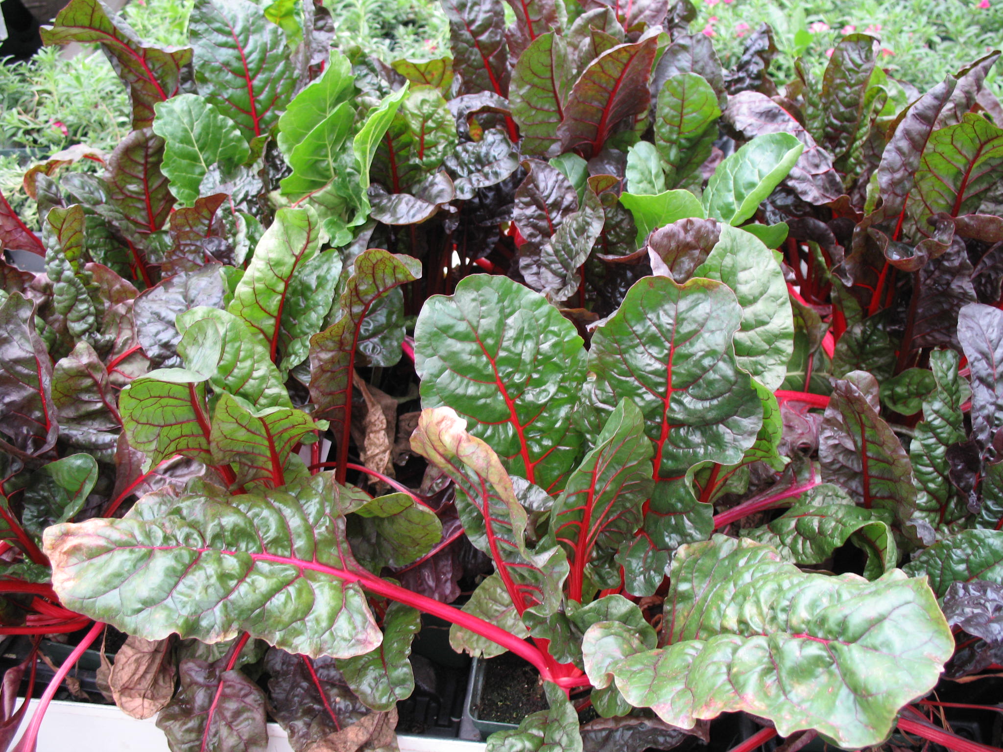 Rheum species / Rhubarb