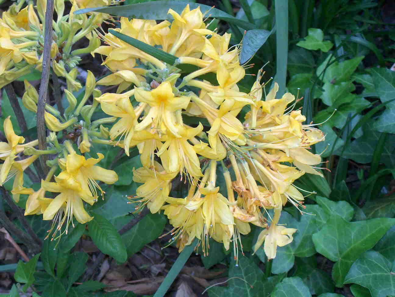 Rhododendron 'Admiral Semmes' / Admiral Semmes Azalea