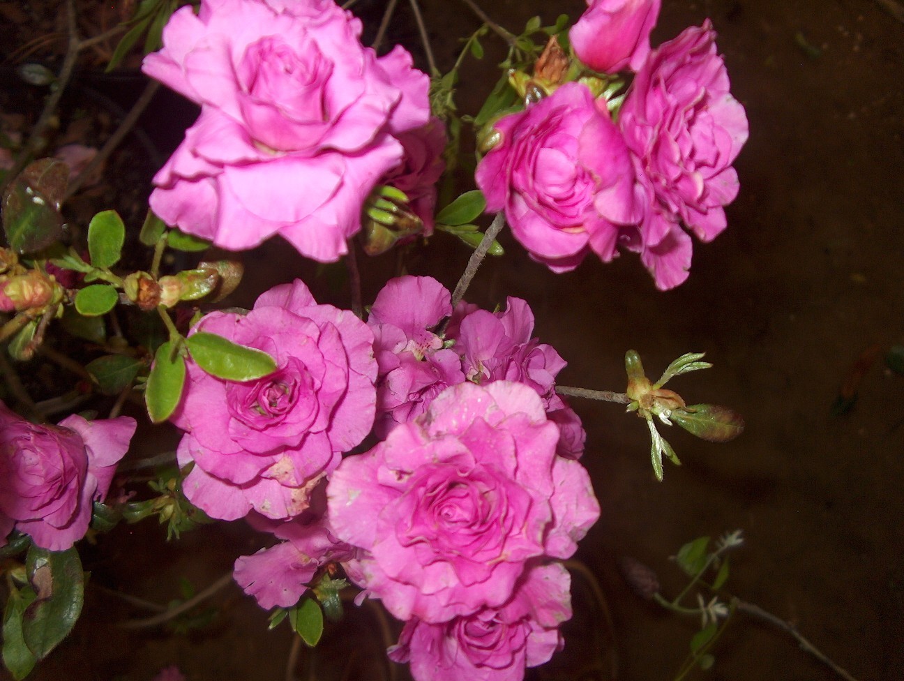 Rhododendron 'Amelia Rose' / Rhododendron 'Amelia Rose'