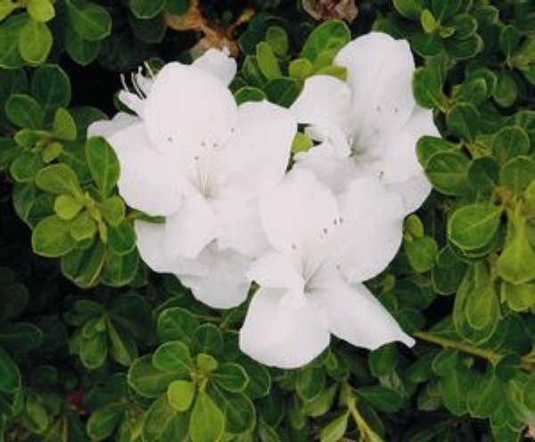 Rhododendron 'Autumn Angel' / Autumn Angel Azalea