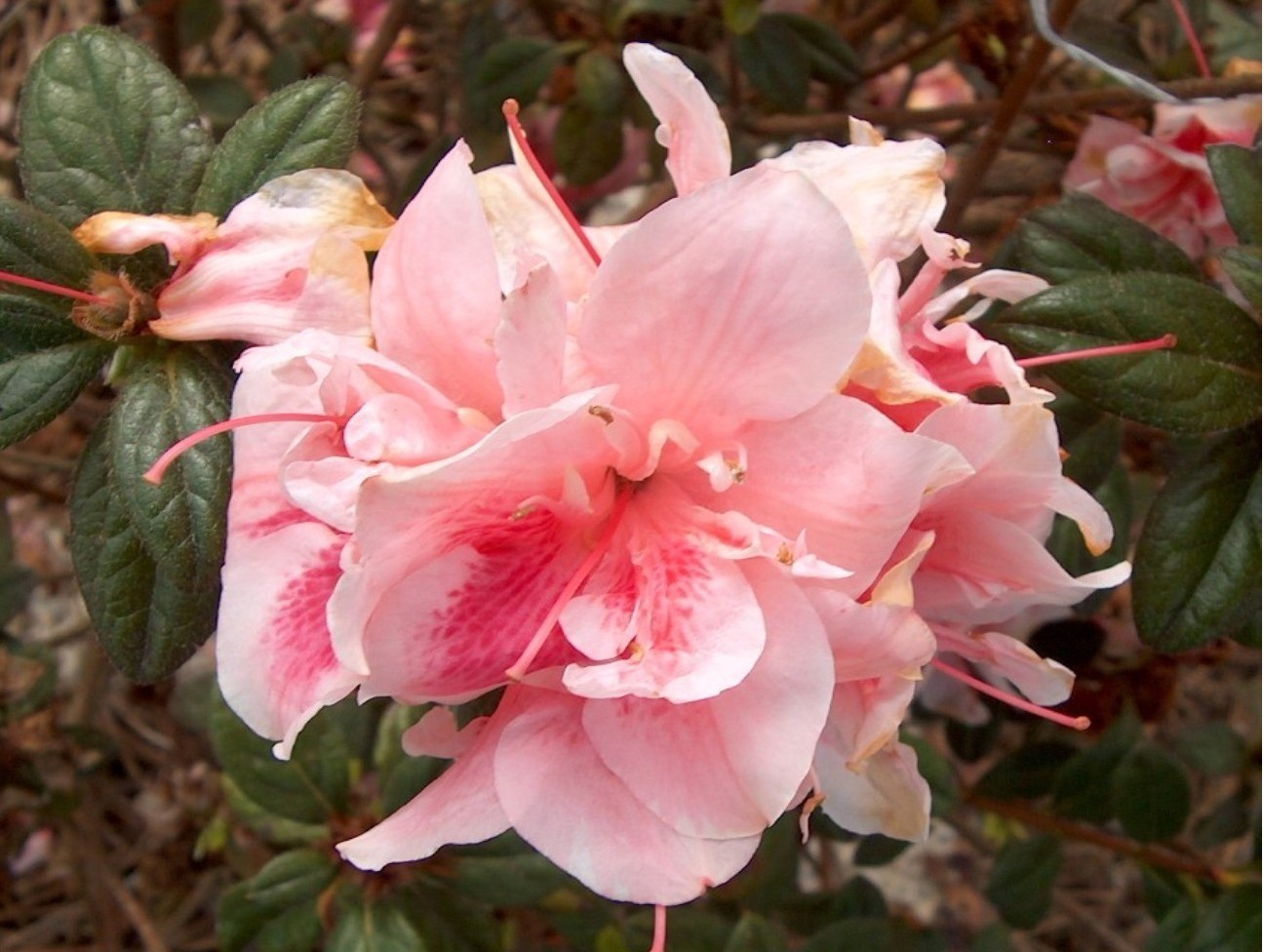 Rhododendron 'Autumn Belle' / Autumn Belle Azalea