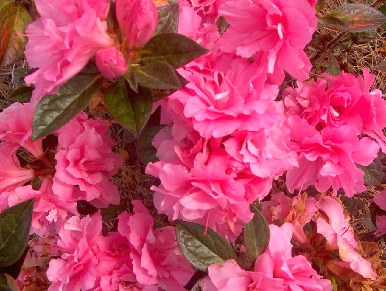 Rhododendron 'Autumn Carnation' / Rhododendron 'Autumn Carnation'