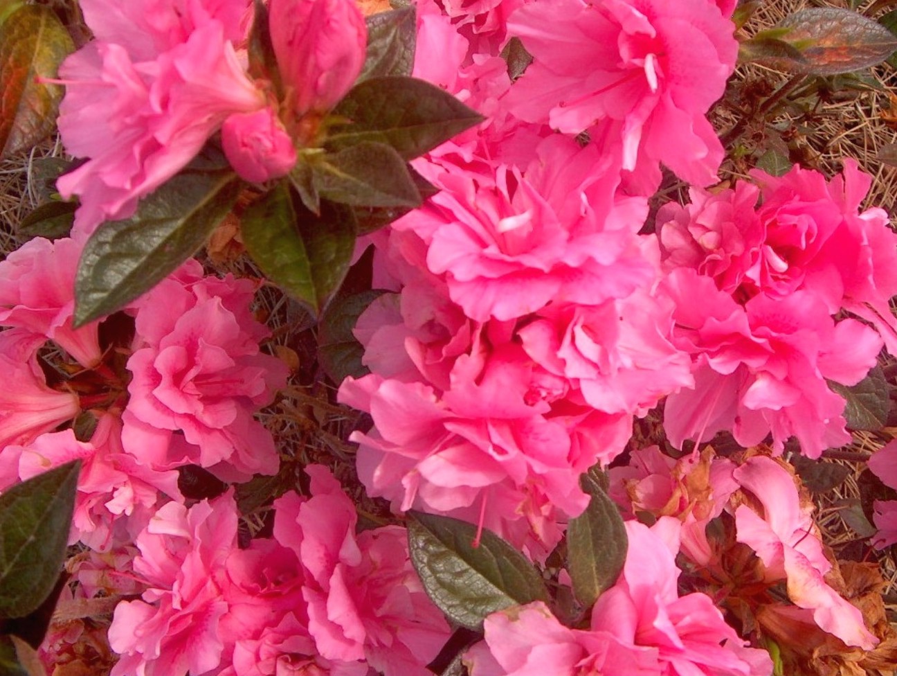 Rhododendron 'Autumn Carnation' / Autumn Carnation Azalea