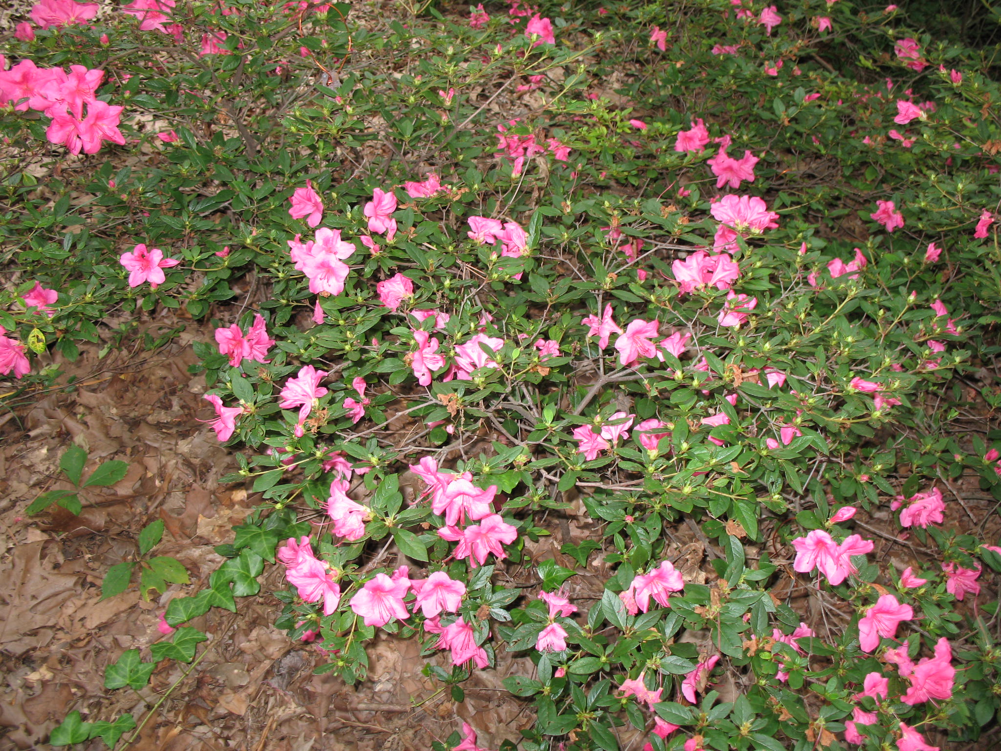 Rhododendron 'Autumn Carnival' / Rhododendron 'Autumn Carnival'