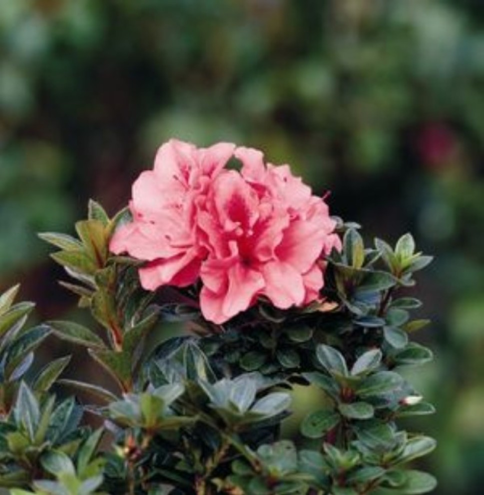 Rhododendron 'Autumn Coral' / Rhododendron 'Autumn Coral'