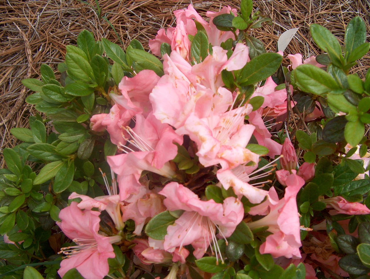 Rhododendron 'Autumn Debutante'  / Rhododendron 'Autumn Debutante' 