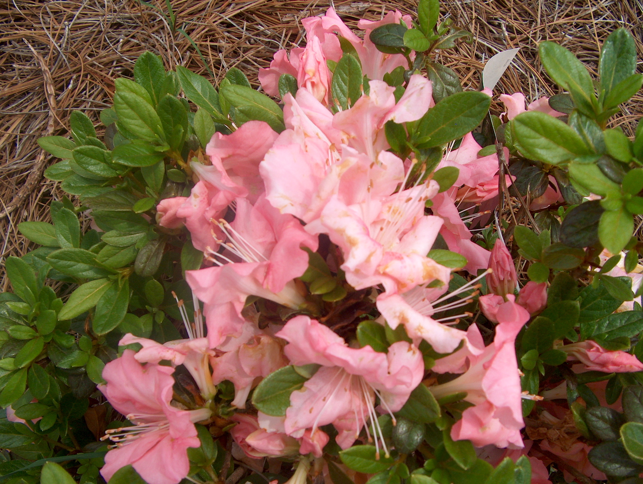 Rhododendron 'Autumn Debutante'  / Autumn Debutante Azalea