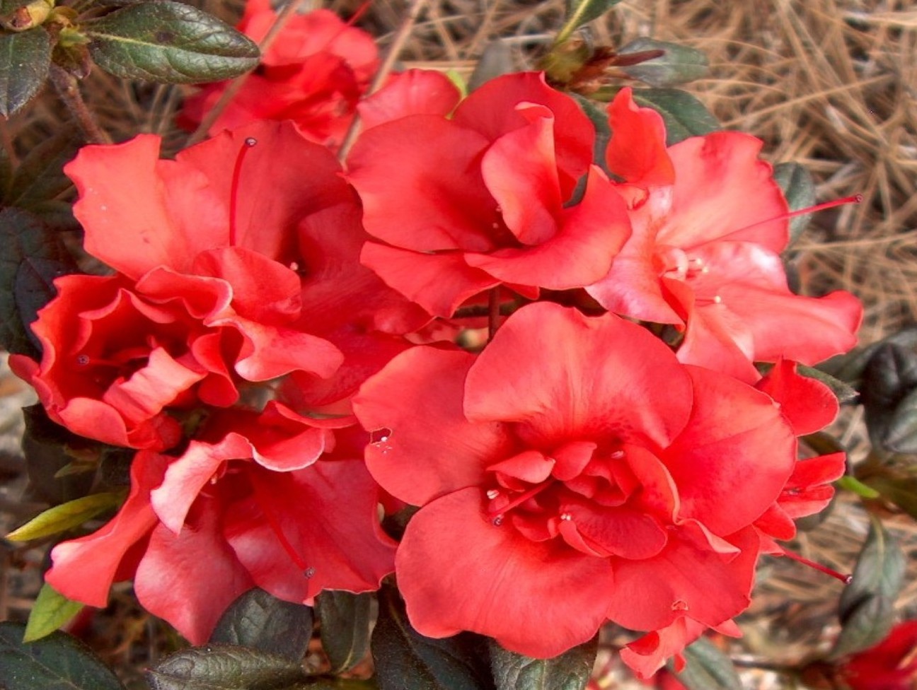 Rhododendron 'Autumn Embers' / Rhododendron 'Autumn Embers'