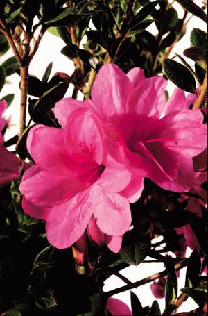 Rhododendron 'Autumn Empress'  / Autumn Empress Azalea