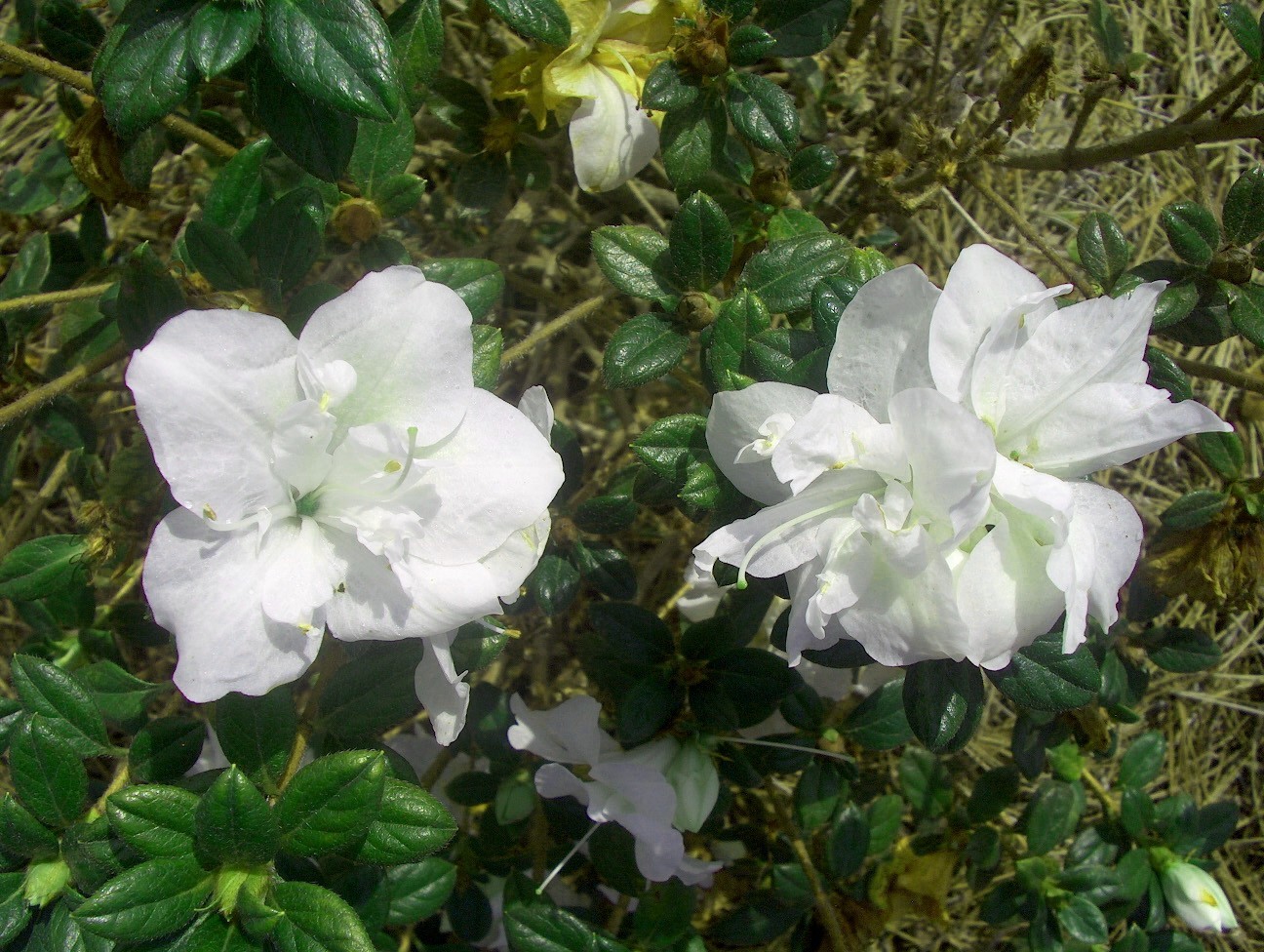 Rhododendron 'Autumn Moonlight'  / Autumn Moonlight Azalea