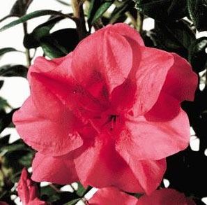 Rhododendron 'Autumn Princess'  / Rhododendron 'Autumn Princess' 