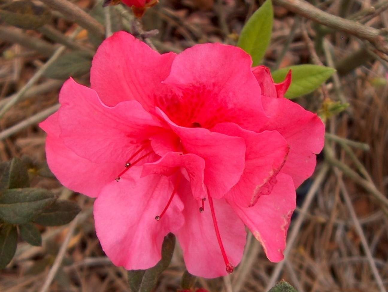 Rhododendron 'Autumn Rouge' / Rhododendron 'Autumn Rouge'