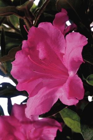 Rhododendron 'Autumn Royalty'  / Rhododendron 'Autumn Royalty' 