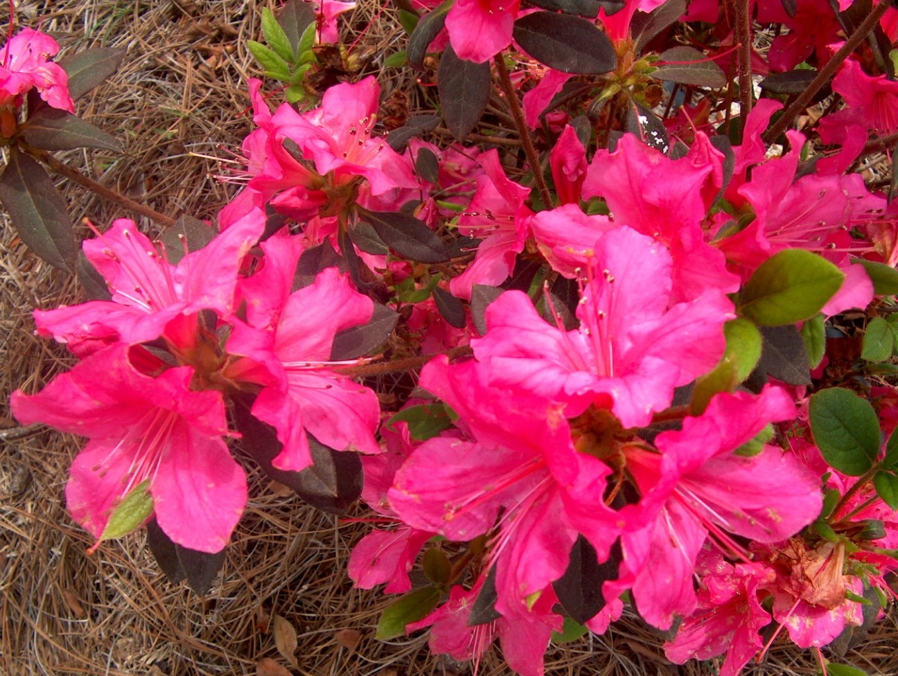 Rhododendron 'Autumn Sangria'  / Rhododendron 'Autumn Sangria' 