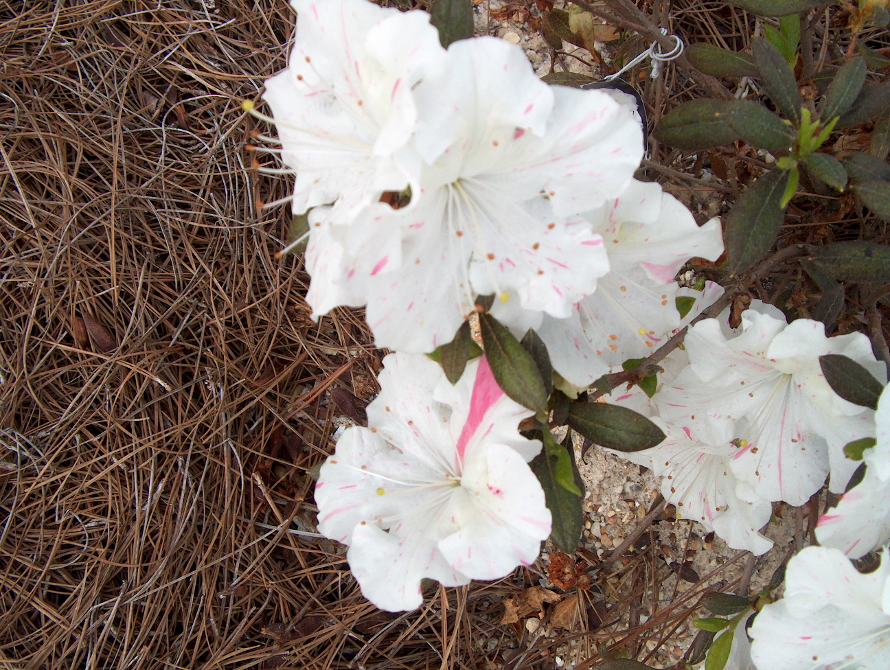 Rhododendron 'Autumn Starlight' / Rhododendron 'Autumn Starlight'