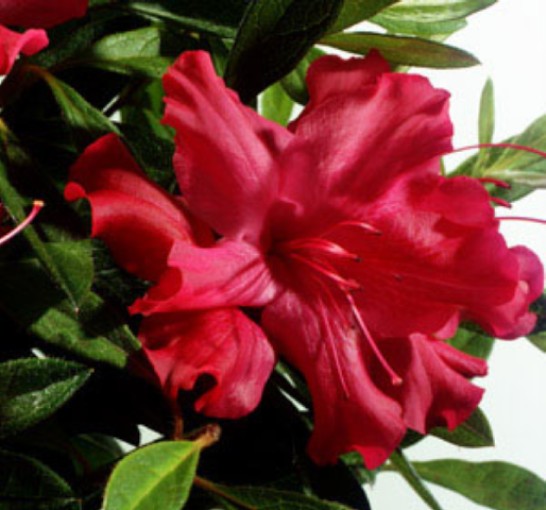 Rhododendron 'Autumn Sundance'  / Rhododendron 'Autumn Sundance' 