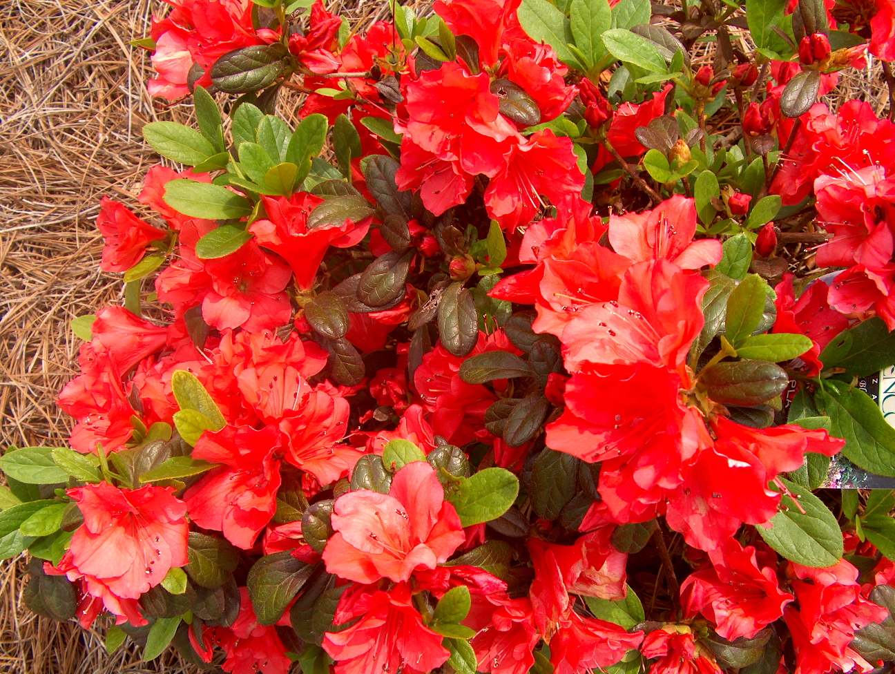 Rhododendron 'Autumn Sunset'  / Autumn Sunset Azalea