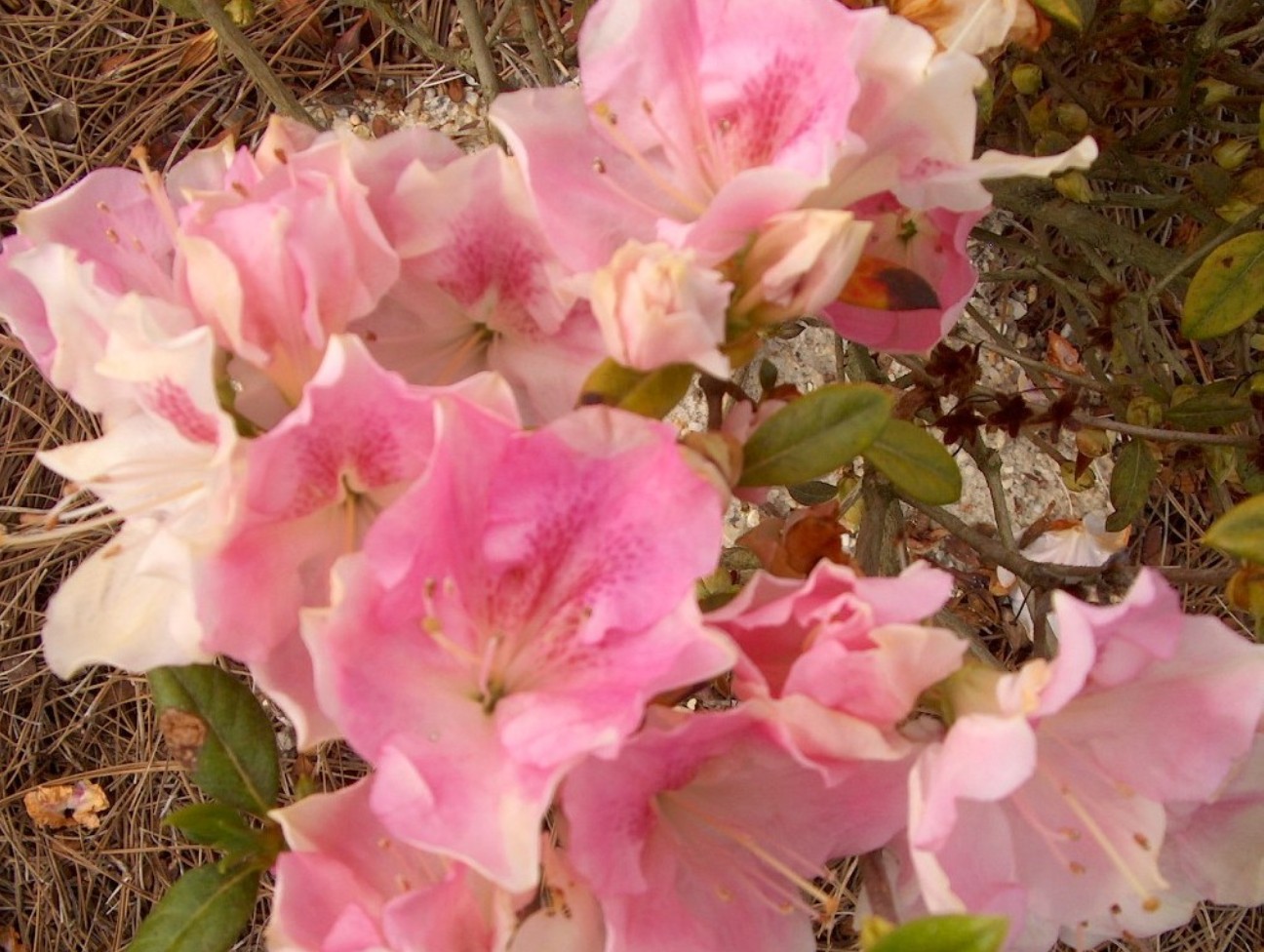 Rhododendron 'Autumn Sweetheart' / Autumn Sweetheart Azalea